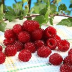 Malina - Malinový medveď (Rubus idaeus x 'Hararasp') ´RASPBEARY´® - výška 50-70 cm, kont. C4L (-24°C) - NA KMIENKU